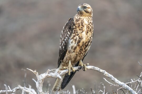 Gal&aacute;pagos Buzzard (Buteo galapagoensis), Galapagos Islands, Gal&aacute;pagos Province, Ecuador