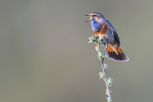 A bluethroat (Luscinia svecica) with colourful plumage sings on a branch in a natural environment, its colourful plumage can be seen in great detail, D&uuml;mmer nature park Park, Lower Saxony, Germany