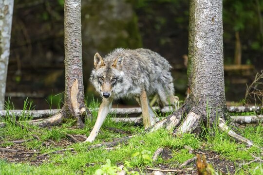 Eurasian wolf (Canis lupus lupus) in a forest, Austria