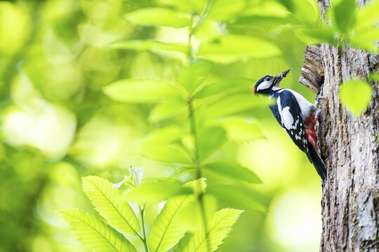 Great spotted woodpecker (Dendrocopos major), male with insects in his beak waiting at a breeding den, Bad Homburg, Hesse, Germany