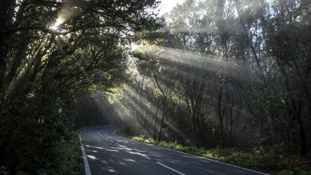 Sunbeams in the fog, road in the cloud forest, Garajonay National Park, La Gomera, Canary Islands, Spain