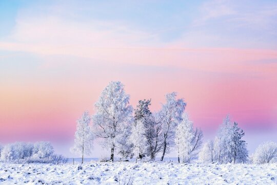 Frosty trees at a moore in sunset with a pink sky in cold winter light. Sweden