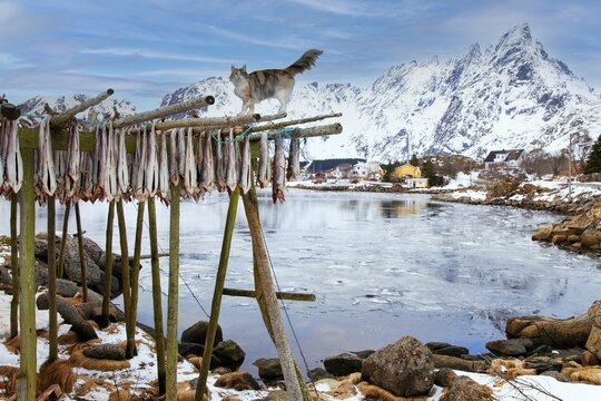 Norwegian Forest Cat on cod drying rack Lofoten Norway