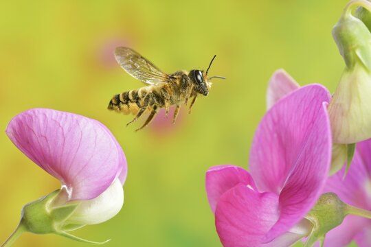 Large garden leafcutter bee (Megachile willughbiella) in flight on the flower of the broad-leaved pea (Lathyrus latifolius), Germany