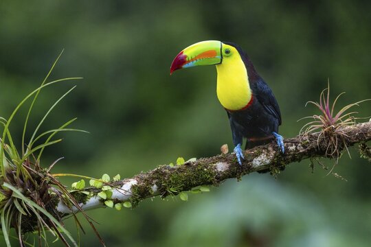 Fishing Toucan (Ramphastos sulfurantus), Toucans (Ramphastidae), Laguna del Lagarto Lodge, Alajuela, Costa Rica