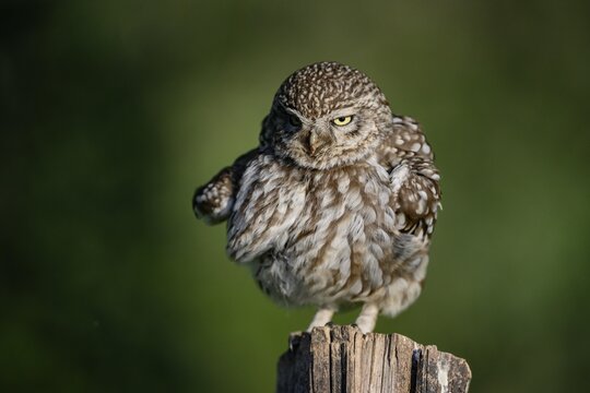Little owl (Athene noctua) on fence post, fluffed up up, Teutoburg Forest, Osnabr&uuml;cker Land, Lower Saxony, Germany