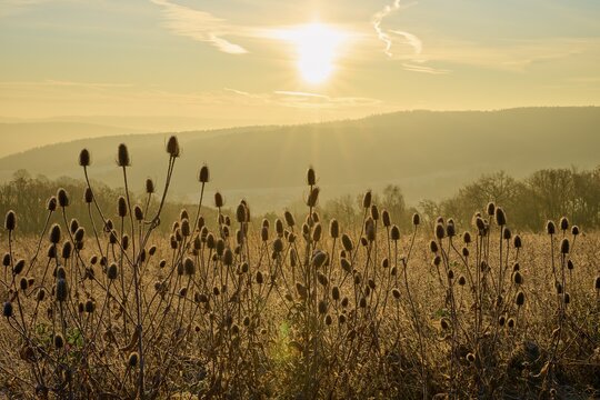 Distel bush at sunrise glows in light that highlights the silhouettes in bright colors, Seckmauern, L&uuml;tzelbach, Odenwald, Hesse, Germany
