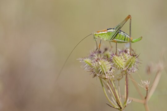 Locust Nymph, Poecilimon mytilenensis, Nymph Mytilene Bright Bush-cricket, Corfu, Greece
