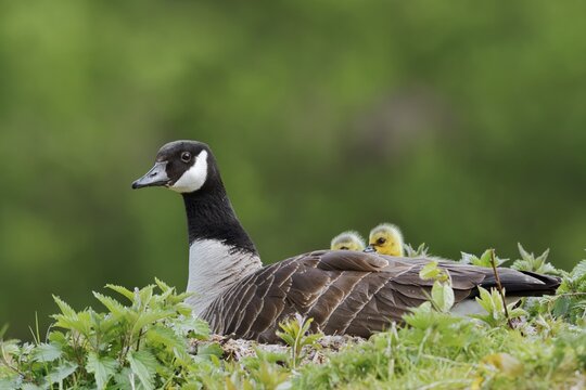 Canada goose (Branta canadensis) breeding with chicks on the nest, North Rhine-Westphalia, Germany