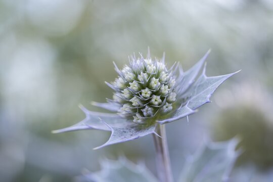 Sea thistle (Eryngium maritimum), close-up of a not yet fully opened flower, Schillig, Lower Saxony, Germany