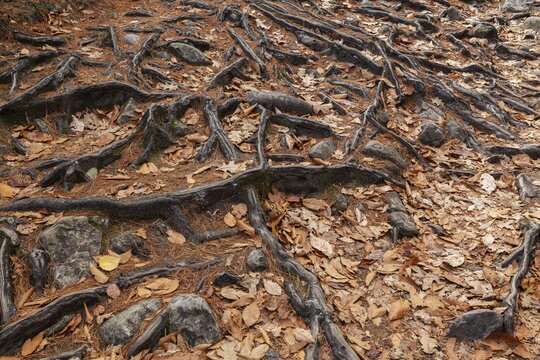 Close-up of exposed Pinus resinosa - Red Pine tree roots system and rocks plus fallen pine needles and deciduous tree leaves in autumn, Quebec, Canada