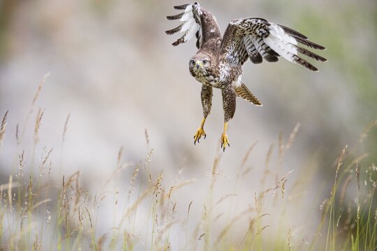 Common buzzard (Buteo buteo) Germany