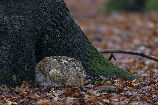 After a few visits, this brown hare (Lepus europaeus) has become accustomed to my presence and remains relaxed in the hutch, camouflage, protection, Germany