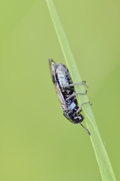 Brush-horned wasp (gracilicornis consortium), North Rhine-Westphalia, Germany