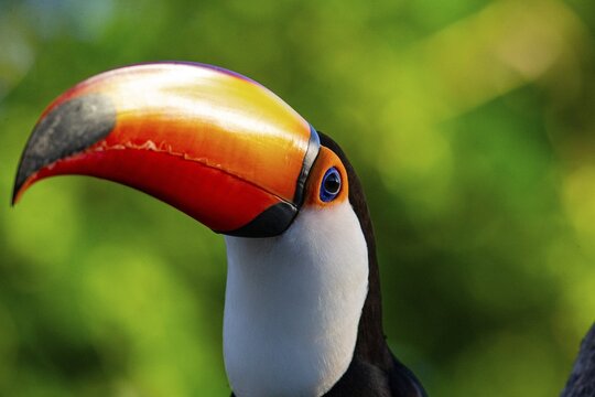Giant toucan (Ramphastos toco) Pantanal Brazil