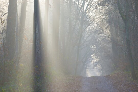 A light-flooded forest trail with fascinating rays of light, fog, lights, morning haze, morning sun, foggy, forest, path, morning mood, early fog, sunrise, sunbeams, rays of light, natural, mixed forest, deciduous forest, tall trees, avenue, shade, red beech, autumnal, coloured leaves, European beech (Fagus sylvatica), lighting mood, sun, sunlight, morning, haze, natural forest, nature, colorful, atmospheric, mystical, magical, season, beauty, L&uuml;neburg district, Lower Saxony, Germany