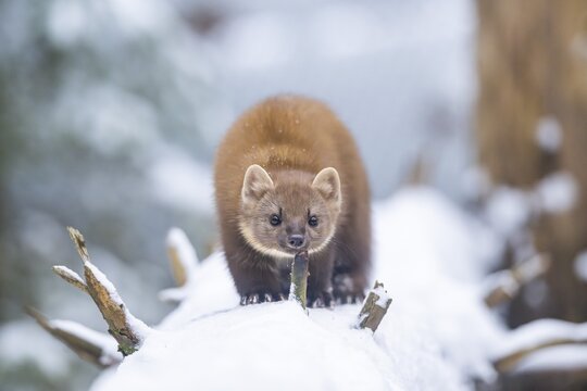 European pine marten (Martes martes) standing in the snow in winter, National Park Bavarian Forest, Bavaria, Germany