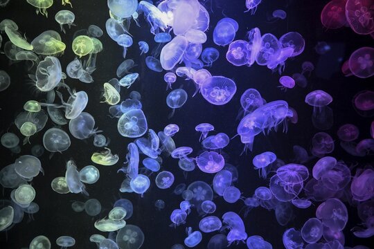 Box jellyfish (Aurelia aurita) in a tank of the Bang Saen Aquarium, Chonburi Province, Thailand
