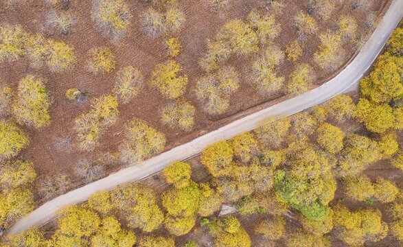 Sweet chestnut trees (Castanea sativa) in autumnal colours, aerial view, drone shot, Genal river valley, M&aacute;laga province, Andalusia, Spain