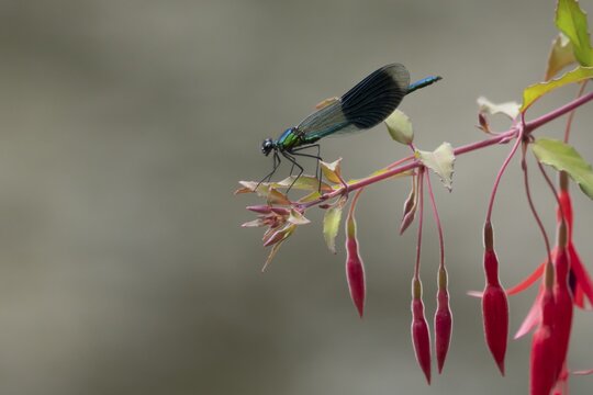 Banded demoiselle damselfly (Calopteryx splendens) adult male insect resting on a garden fuchsia flower in summer, England, United Kingdom
