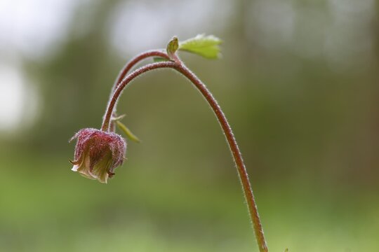 Flowering of the brook carnation (Geum rivale), wetland site, Flusslandschaft Peenetal nature park Park, Mecklenburg-Western Pomerania, Germany