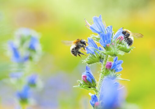 Common viper's bugloss (Echium vulgare) with garden bumblebee (Bombus hortorum) flying, collecting, nature garden of the nature conservation centre H&uuml;de, Lemf&ouml;rde, Lower Saxony, Germany