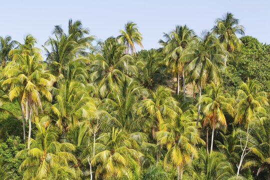 Coconut palm (Cocos nucifera) near Baracoa, Guant&aacute;namo Province, Cuba