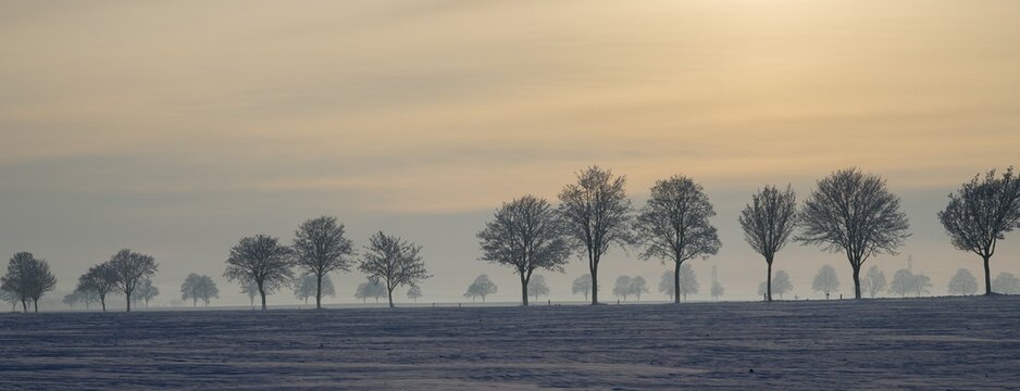 Row of trees in a snowy landscape illuminated by gentle sunset, winter, snow, Oelsburg, Ilsede municipality, Peine district, Lower Saxony, Germany