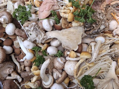 Edible fresh mushrooms at the weekly market market in M&uuml;nster, North Rhine-Westphalia, Germany