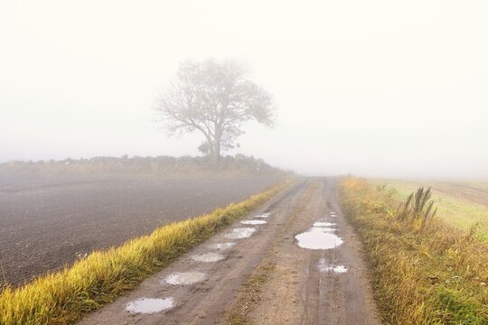 Gravel road with potholes a misty autumn morning with a single tree in the countryside