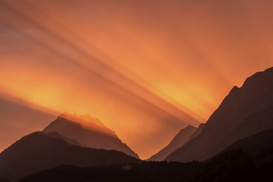 Small and large begging litter at sunset, Vomp, Tyrol, Austria