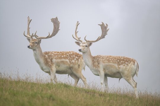 European fallow deer (Dama dama) stags on a meadow, tirol, Kitzb&uuml;hel, Wildpark Aurach, Austria