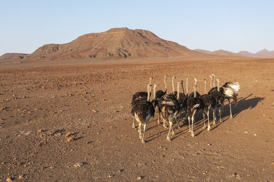 Ostrich (Struthio camelus), at a rocky desert plain at the edge of the Hoarusib river, aerial view, drone shot, Kaokoland, Kunene Region, Namibia