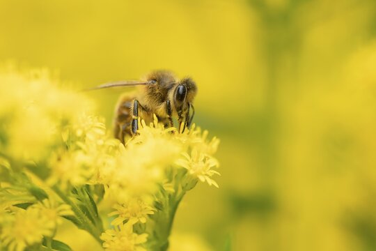 Honey bee (Apis mellifera) adult insect feeding on a garden yellow Golden rod flower in summer, England, United Kingdom
