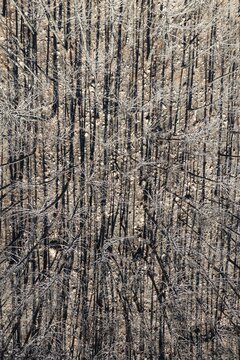 Burned Stone or Umbrella Pines (Pinus pinea) after a forest fire, aerial view, drone shot, Sierra Bermeja, M&aacute;laga Province, Andalusia, Spain