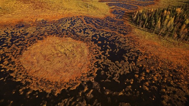 Moor, adjacent forest, autumn, intense colouring, drone shot, without horizon, Lapland, Northern Finland, Finland