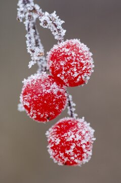 Hoarfrost on the fruit of the Guelder rose (Viburnum opulus), Oldenburger M&uuml;nsterland, Vechta, Lower Saxony, Germany