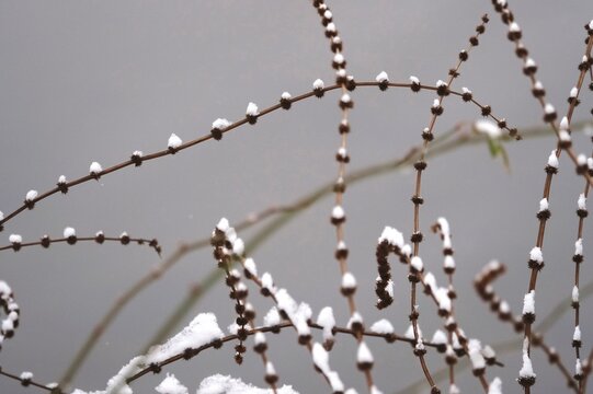Branches with snow, Winter, Germany