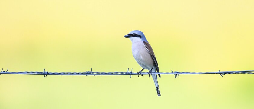 Red-backed shrike (Lanius collurio) sitting on a barbed wire in front of a soft background, D&uuml;mmerniederung, Lower Saxony, Germany