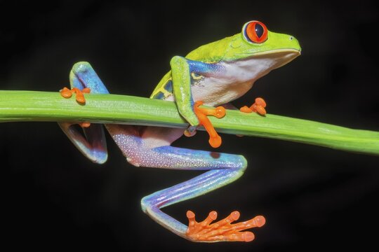 Red eyed tree frog (Agalychins callydrias) on green stem, Sarapiqui, Costa Rica