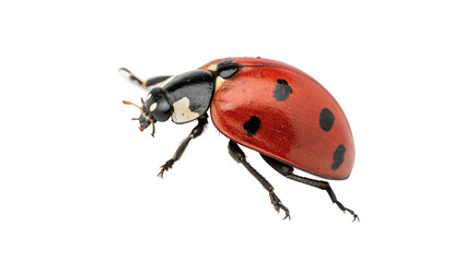Small red ladybug insect crawling top view isolated on a transparent background biology asset © Galina
