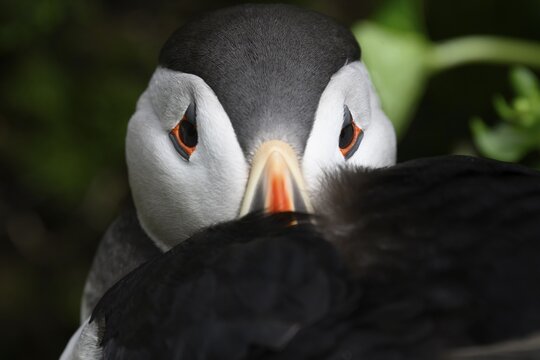 A puffin (Fratercula arctica) hiding its beak in its feathers, Hornoya, Vard&oslash;, Finnmark, Norway