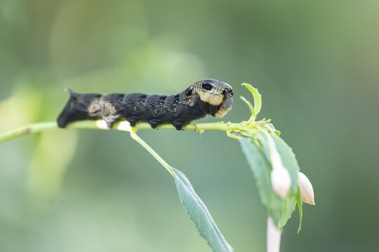 Elephant hawkmoth (Deilephila elpenor) adult moth insect caterpillar or larva on a garden Fuchsia plant leaf in summer, England, United Kingdom