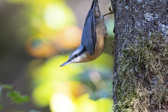 Nuthatch (Sitta europaea) Germany