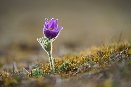 Pasque flower (Pulsatilla vulgaris), purple flower blooming in spring in a meadow, Werbach, Tauber valley, Baden-W&uuml;rttemberg, Germany