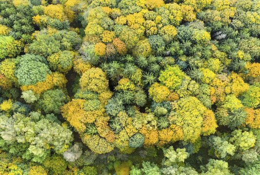Vertical aerial view of a mixed forest with autumnal foliage colouring, Saxony, Germany