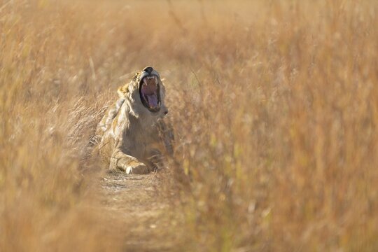 Lioness (Pantera leo) horizontal portrait. Female wild animal with wide open mouth showcasing her teeth. Low angle picture, front view. Hwange National Park, Zimbabwe