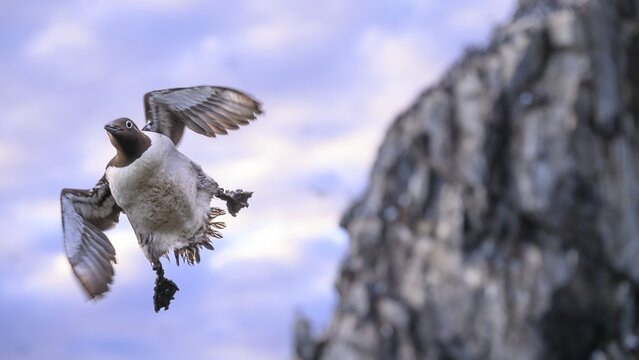 A guillemot (Uria aalge) flies in front of a rocky coast at dusk, while the sky is tinted in soft colours, Hornoya, Vard&oslash;, Finnmark, Norway