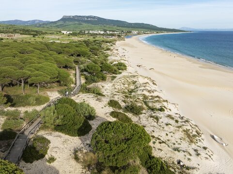 Stone pines (Pinus pinea) and wooden walkway at the sandy coastline of the Atlantic Ocean near Bolonia. Aerial view. Drone shot. C&aacute;diz province, Andalusia, Spain