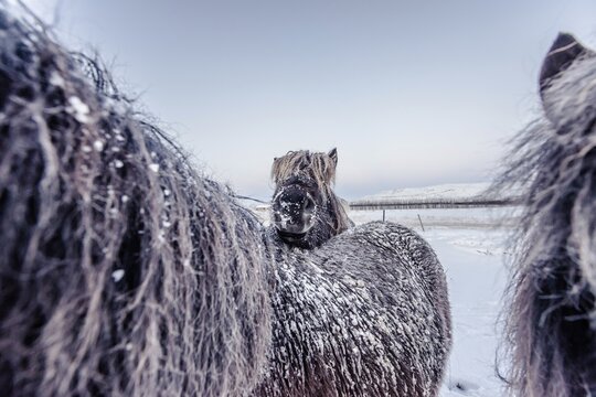 Horses in southern iceland, Icelandhorses, Winter, Golden Circle, Mountains, Snow, Iceland* Horses in southern iceland, Icelandhorses, Golden Circle, Mountains, Snow, Iceland